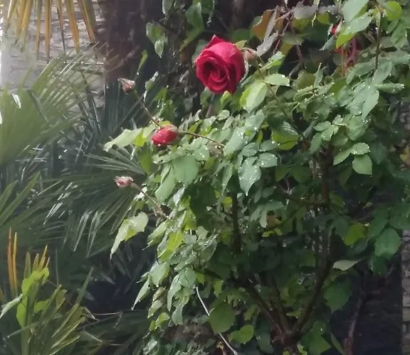 格里利诺之家公寓